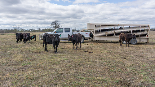 Post-military, Josh Eilers manages a Wagyu beef herd outside of Austin, Texas.