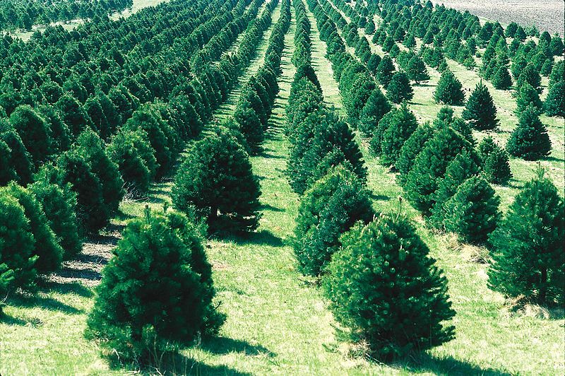 Veteran Owned Christmas Tree Farms