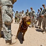Military Dogs