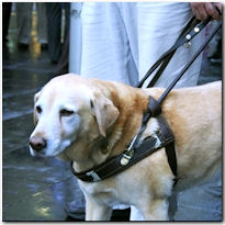 mobility service dogs