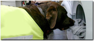 mobility service dogs